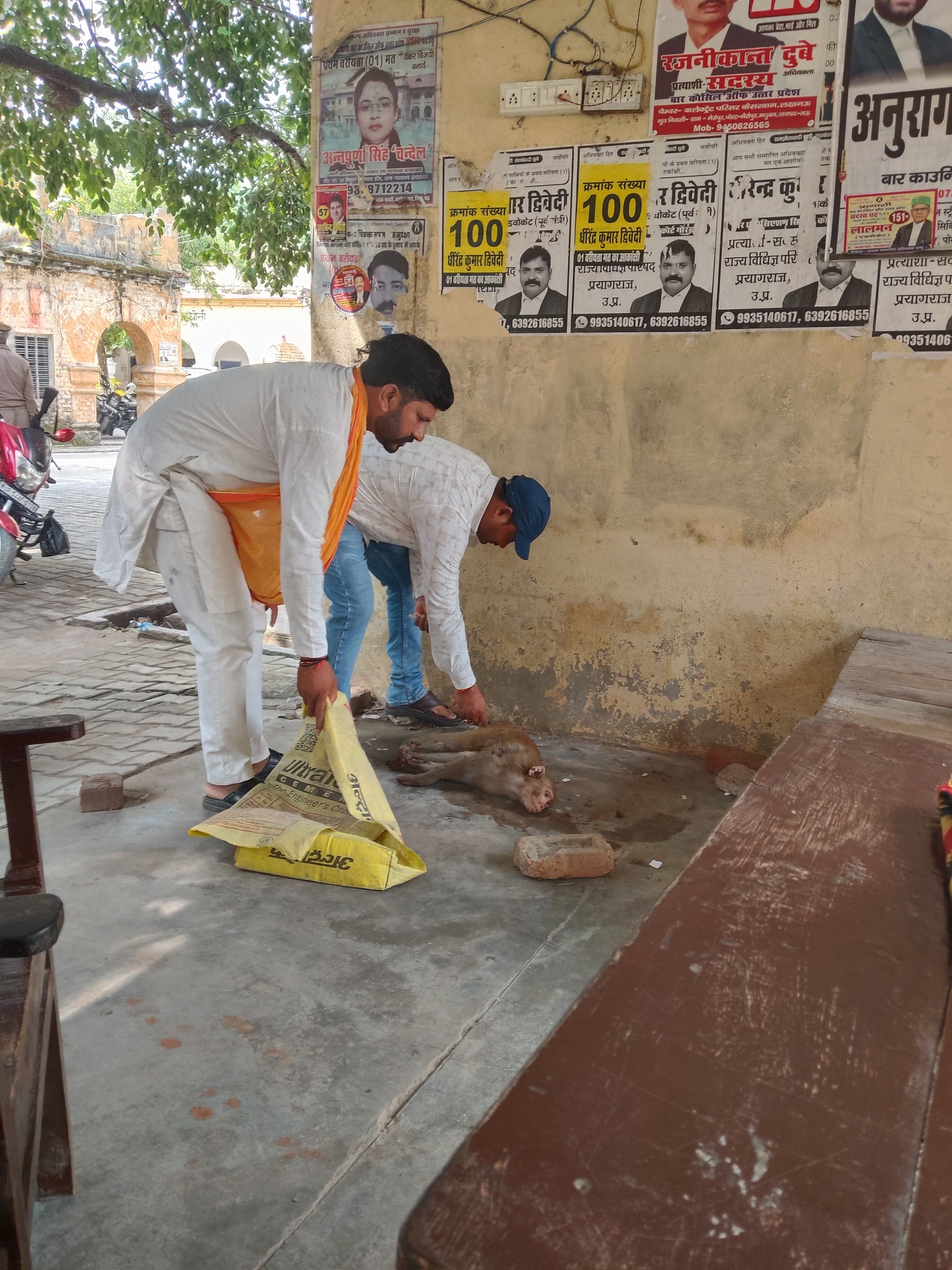 घोसी तहसील प्रांगण में बीमार बंदर के लिए मसीहा बने भाजपा मंडल अध्यक्ष जीतू मद्धेशिया, ने तुरंत डॉक्टर बुलाकर कराया इलाज
